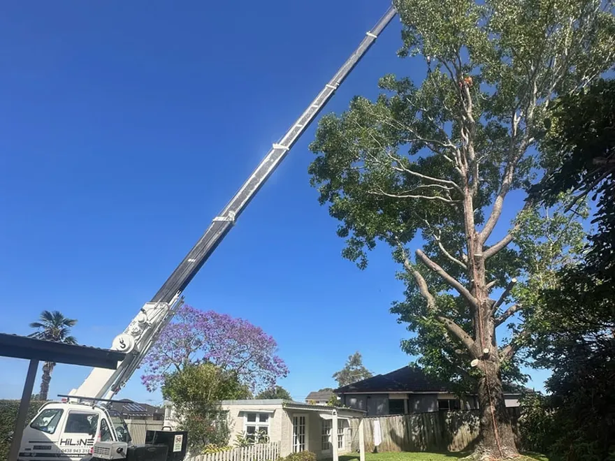 All Tree Care featured image